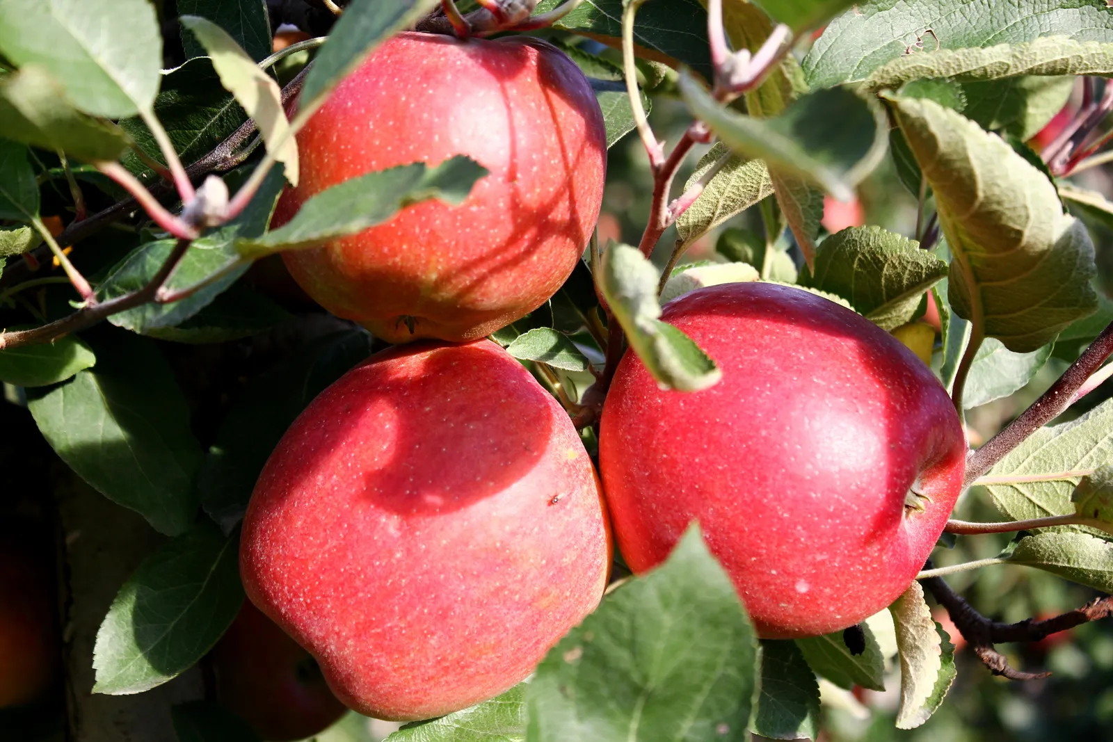 Äpple 'P. J. Bergius', syn. 'Röd Sävstaholm', inkl. uppbindnings kit - bild 2