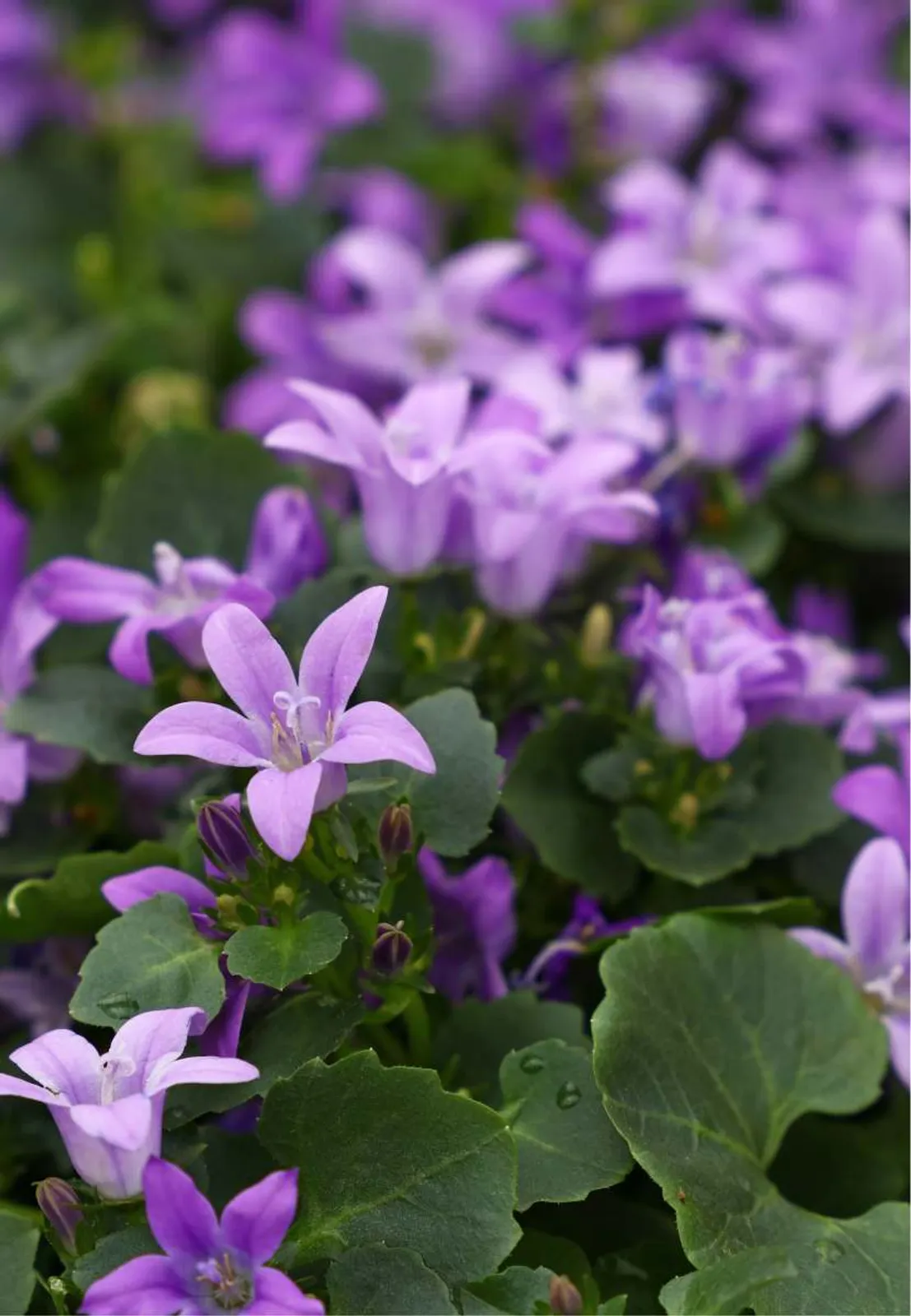 Murklocka med hängande blålila klockformade blommor, en charmig perenn för skuggiga lägen.