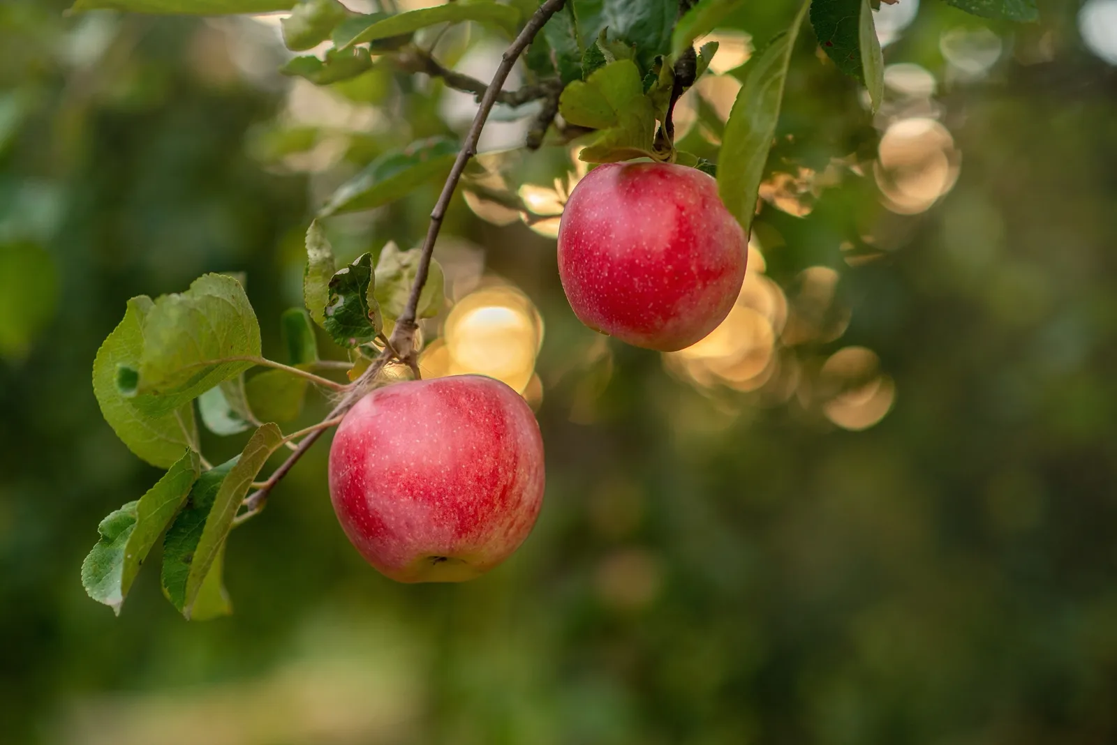 Äpple 'Alice' - bild 2