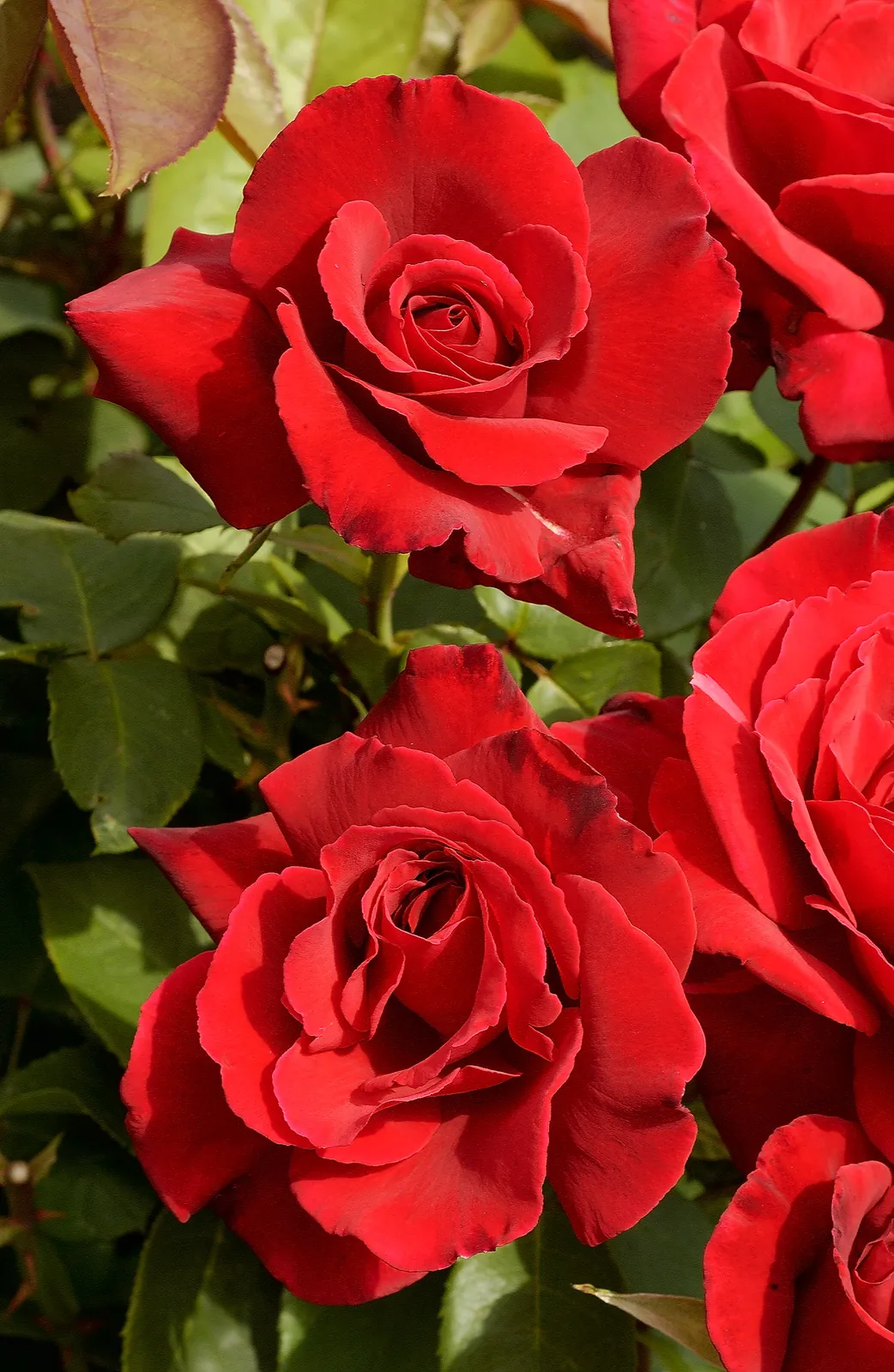 Tehybridros 'Erotika' - bild 1