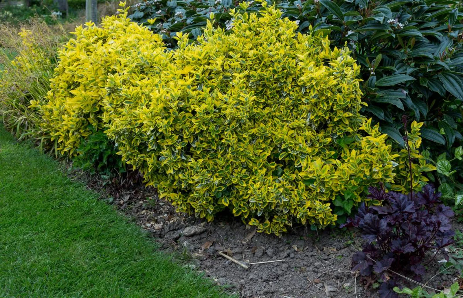 Klätterbenved 'Emerald 'n' Gold', 15-30 cm — närbild