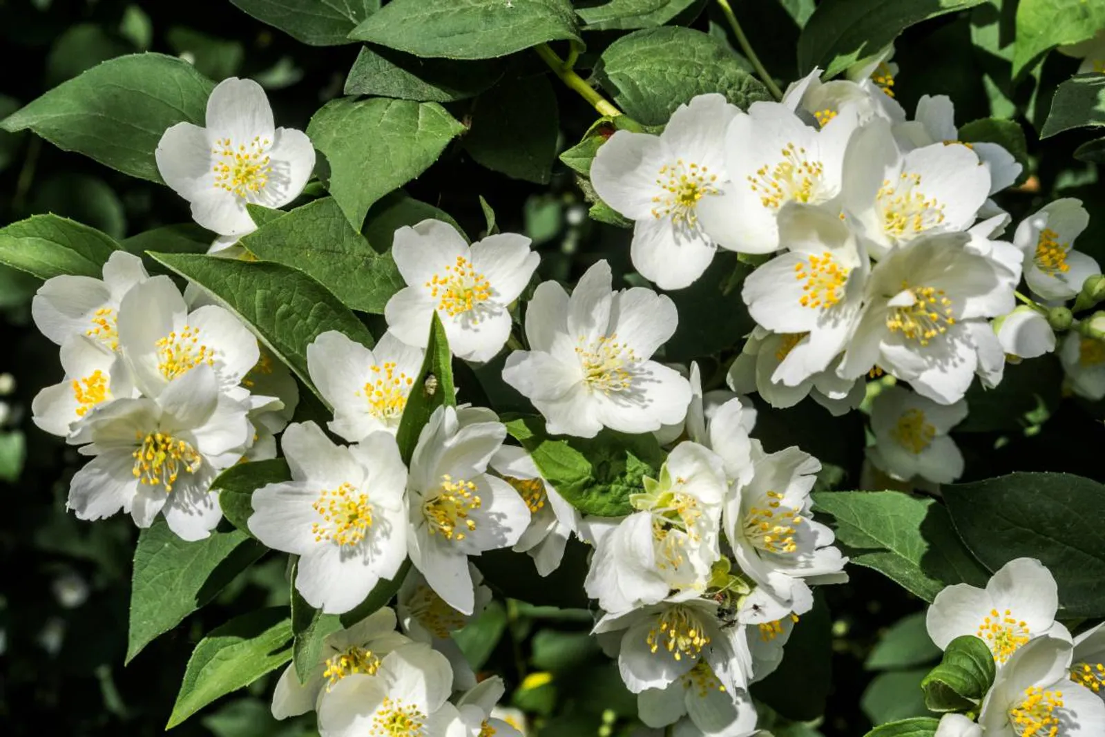 Doftschersmin 'Finn' med intensivt doftande vita blommor, en härdig svensk sort.