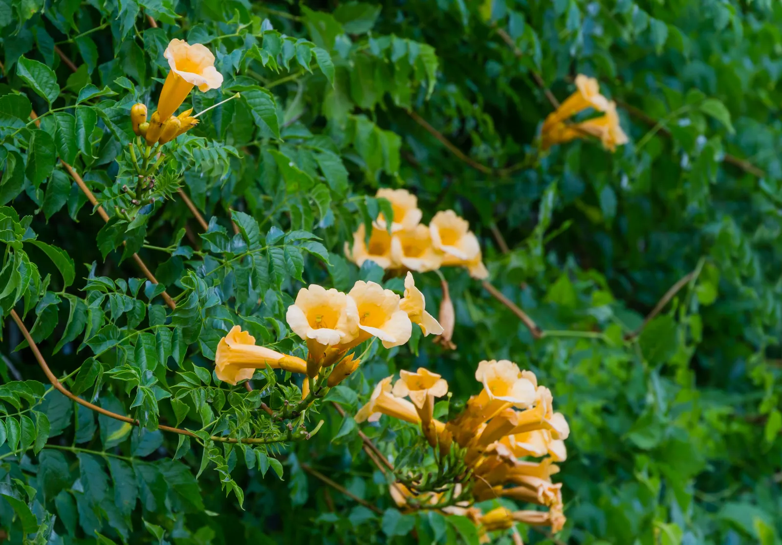 Trumpetranka 'Flava' - bild 1