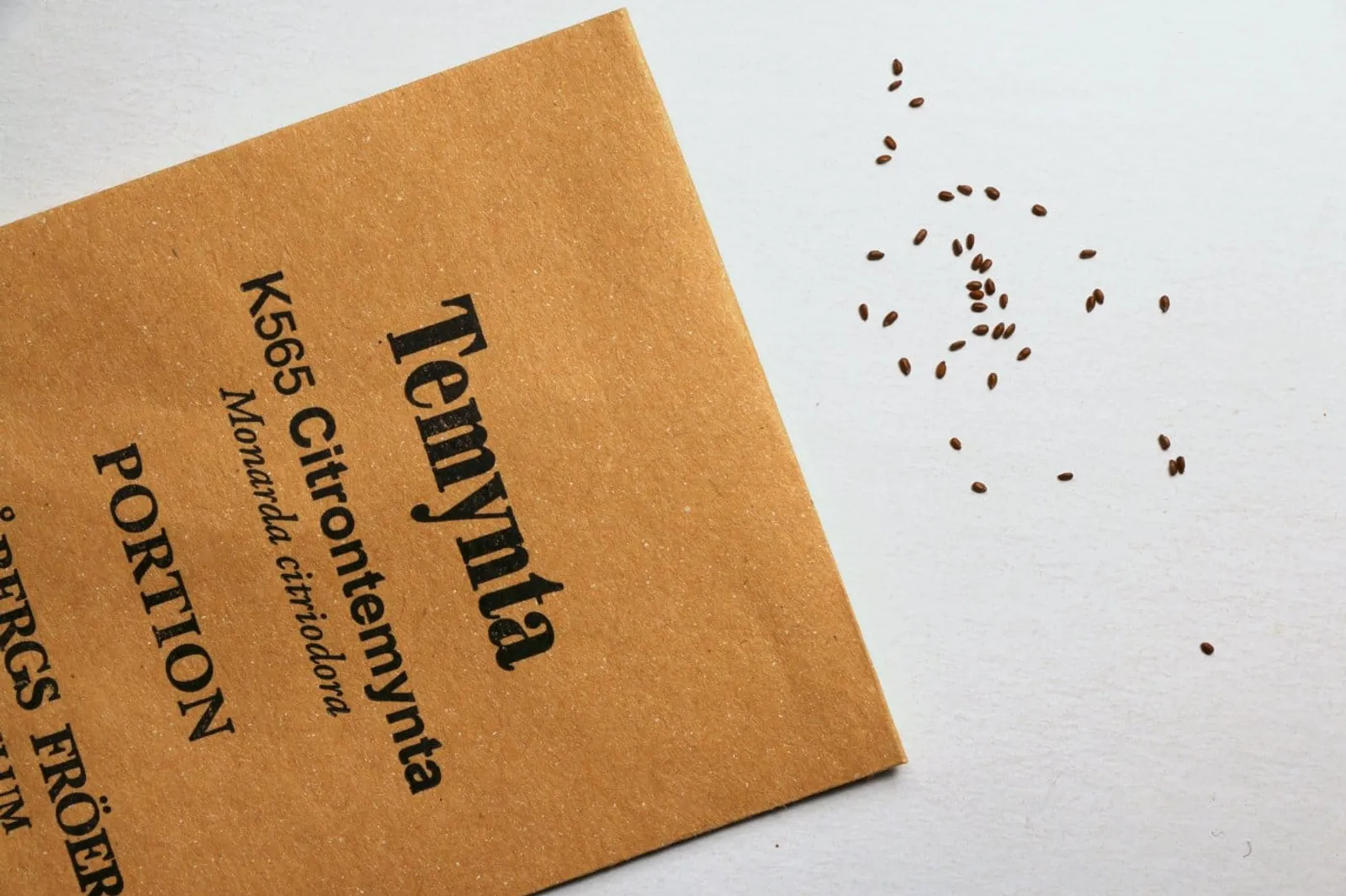 Citrontemynta ekofrö med citrusdoftande blad