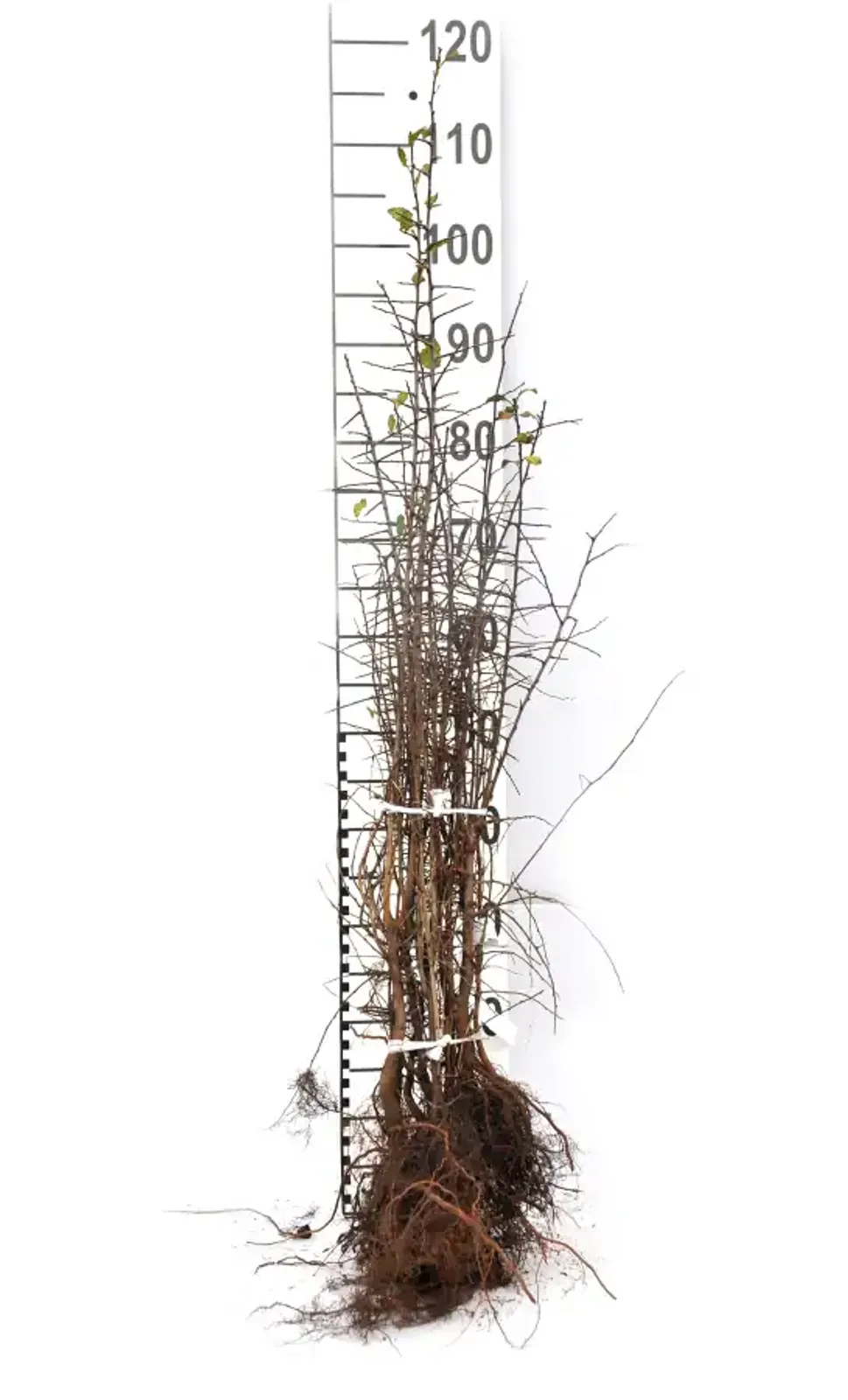 Slån, 50-80 cm — detalj 4