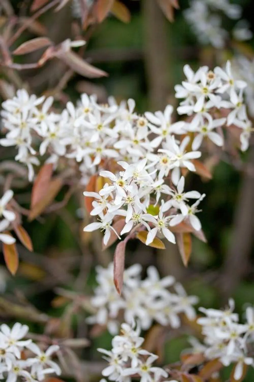 Häggmispel , 20-40 cm — detalj 3