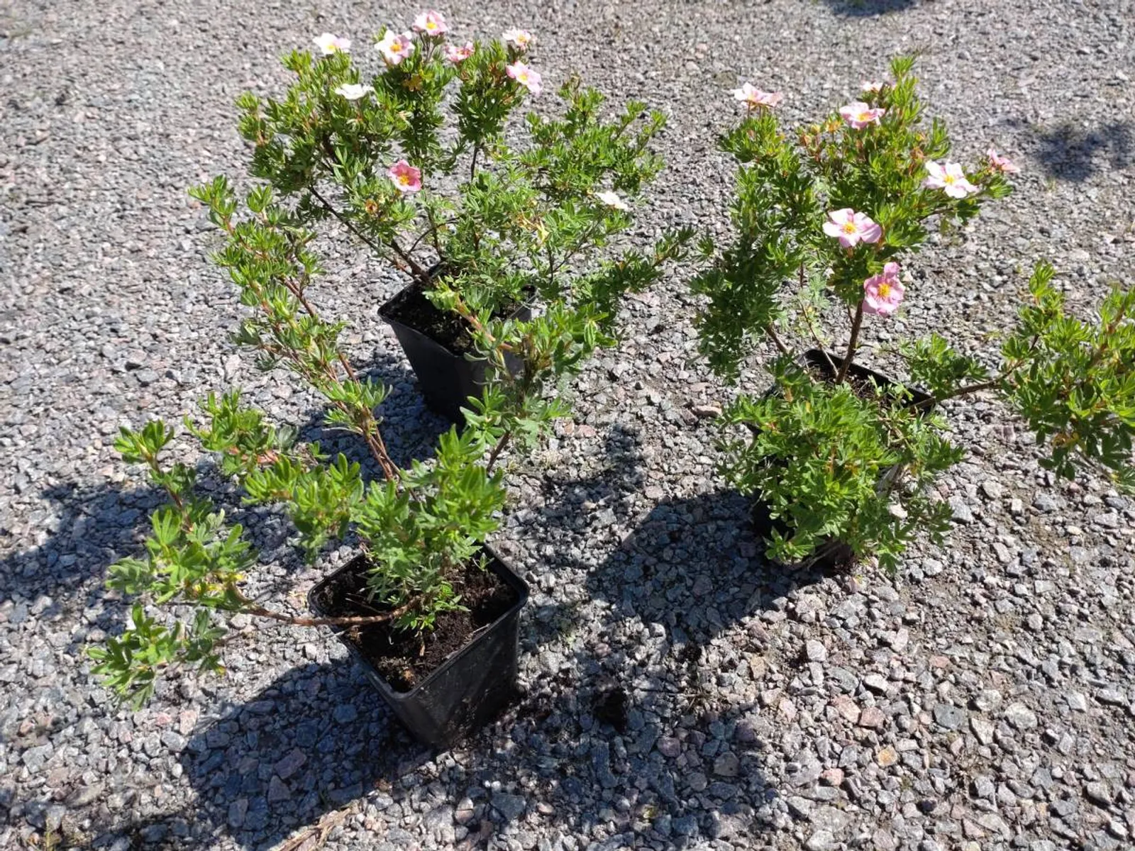 Trädgårdstok 'Pink Beauty'PBR (syn. tok 'Lovely Pink'), 15-30 cm — detalj 5