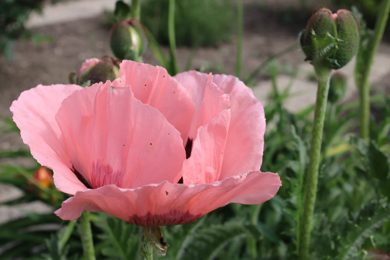 Jättevallmo 'Prinzessin Viktoria Louise' - bild 3