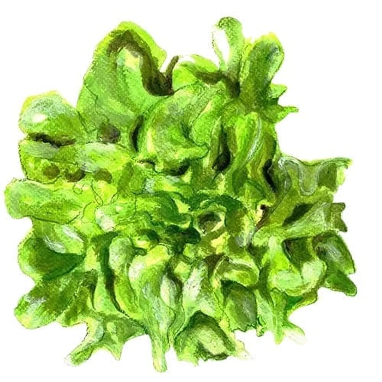 Green Salad Bowl plocksallat frö med fräscha sallatsblad