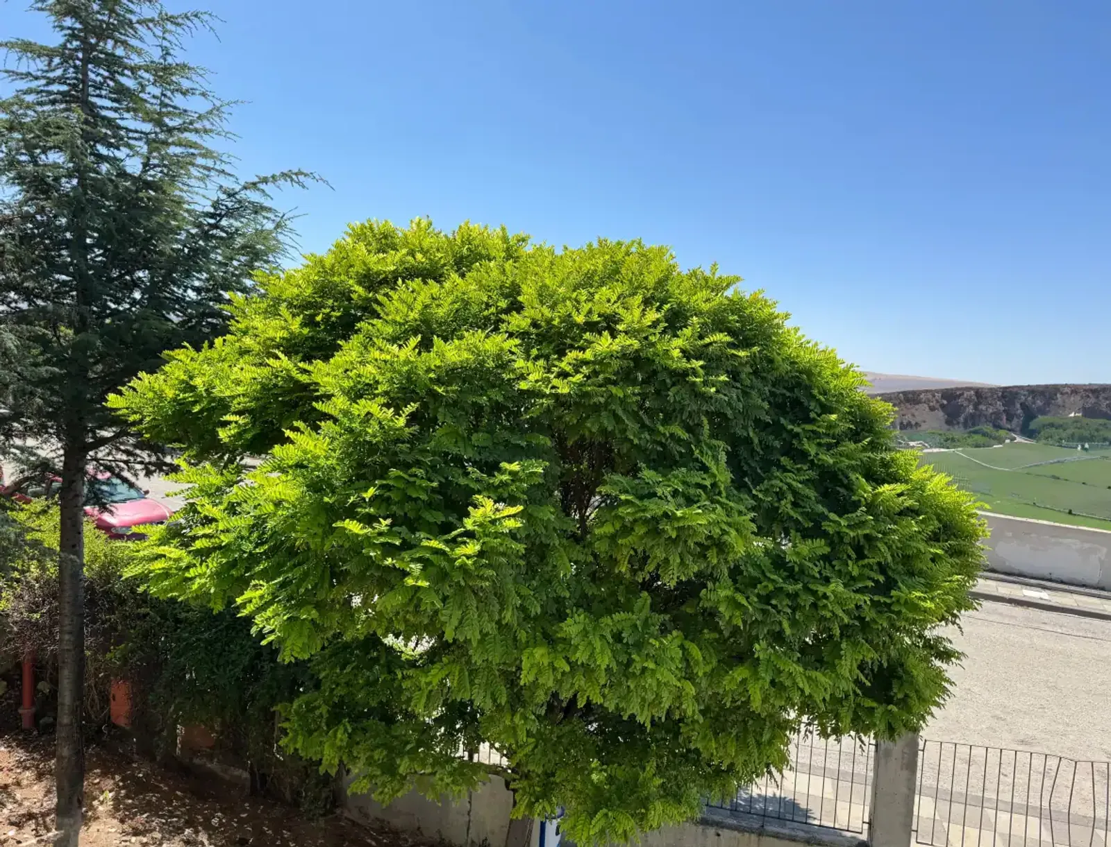 Klotrobinia 'Umbraculifera', Högstammat träd — detalj 5