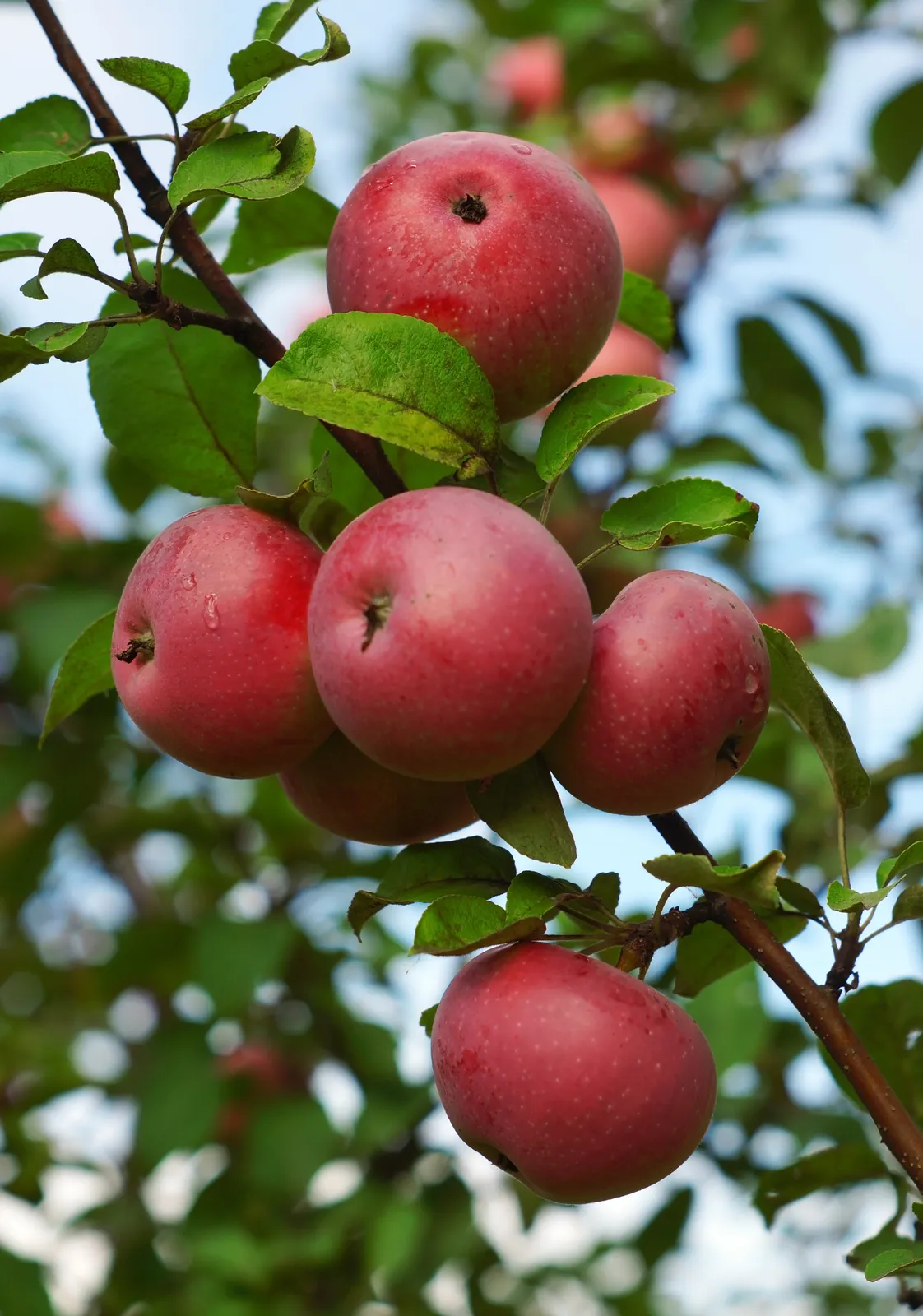 Äpple 'Rödluvan' E - bild 2