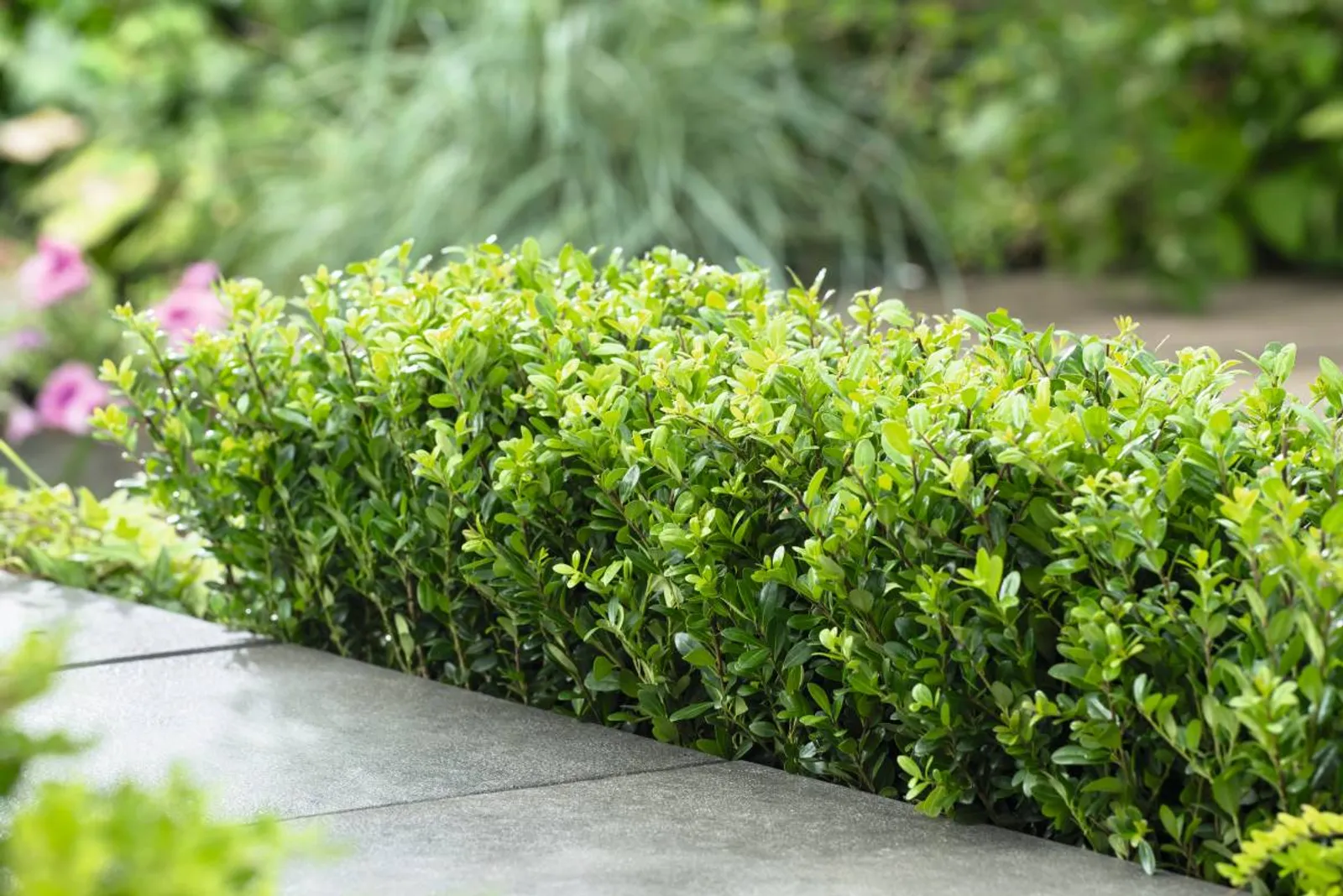 Japansk järnek 'Caroline Upright', 15-25 cm — detalj 3