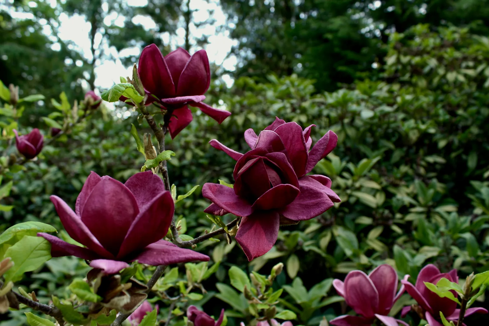 Rosenmagnolia 'Genie'PBR, sol 80-100 cm, co/kl - bild 1