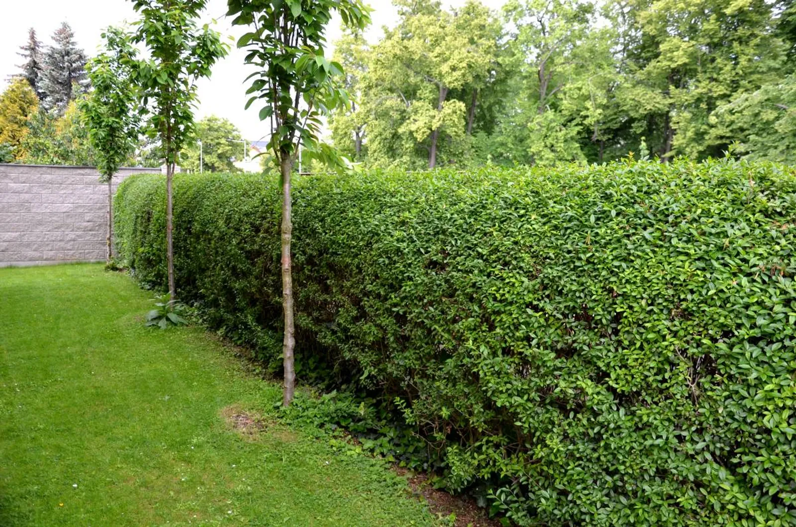 Liguster, 20-40 cm — närbild