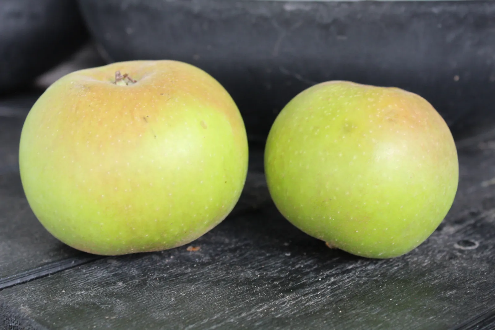 Äpple 'Gyllenkroks Astrakan' E, inkl. uppbindnings kit - bild 3