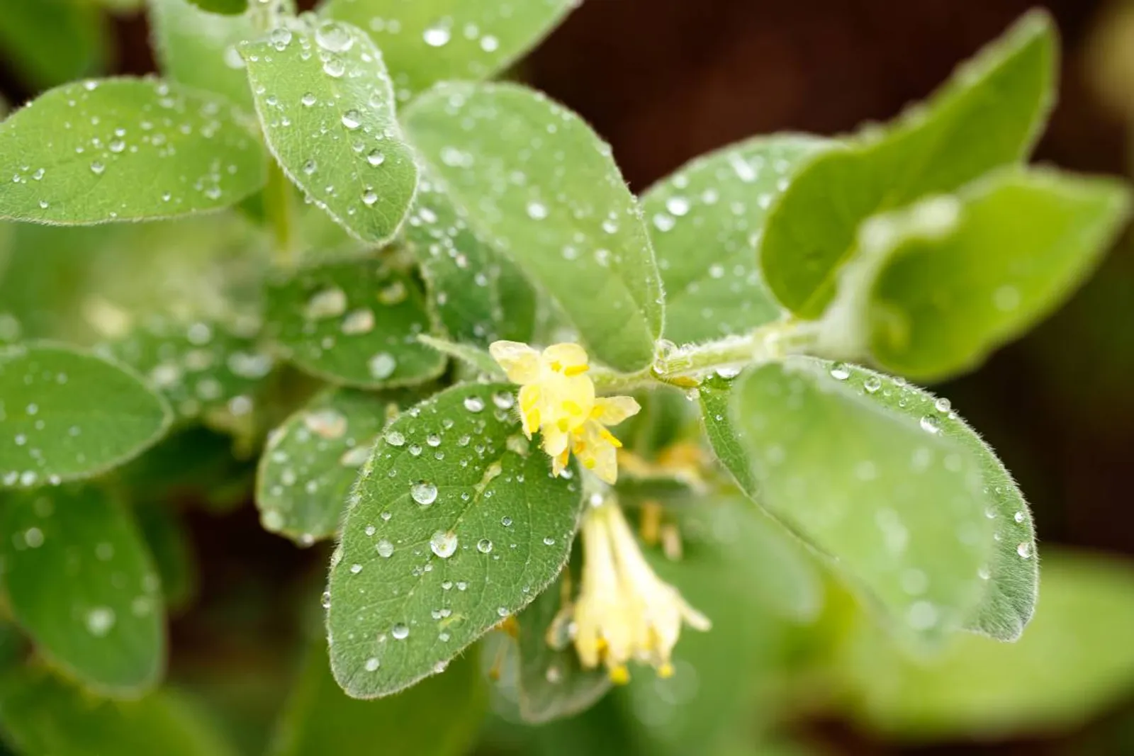 Blåbärstry 'Anja® E, 10-15 cm — detalj 2
