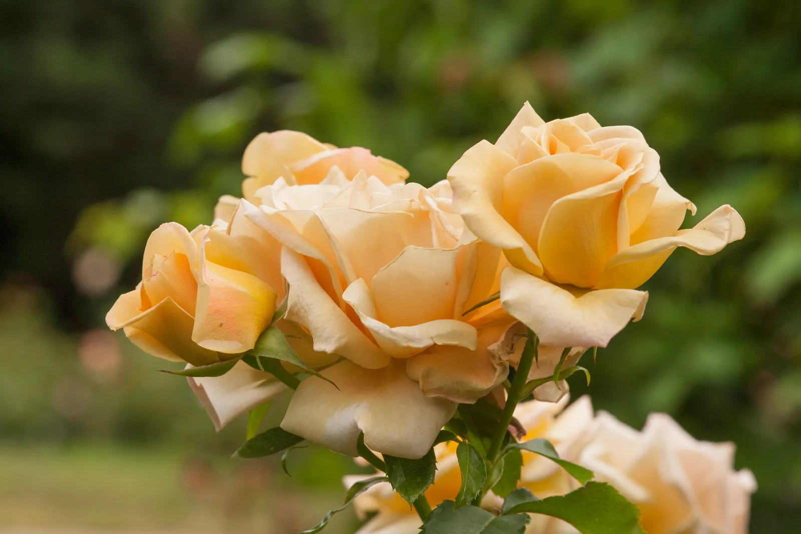 Floribundaros HONEY DIJON ('Weksproulses') - bild 6