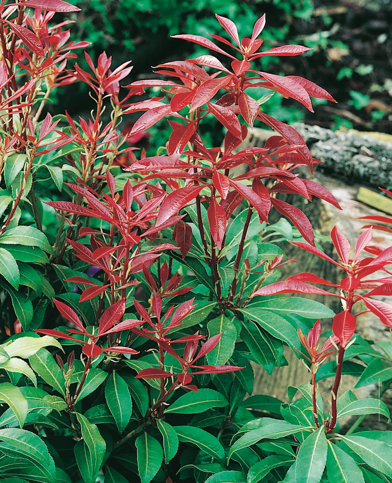 Japansk buskrosling 'Mountain Fire' - bild 3