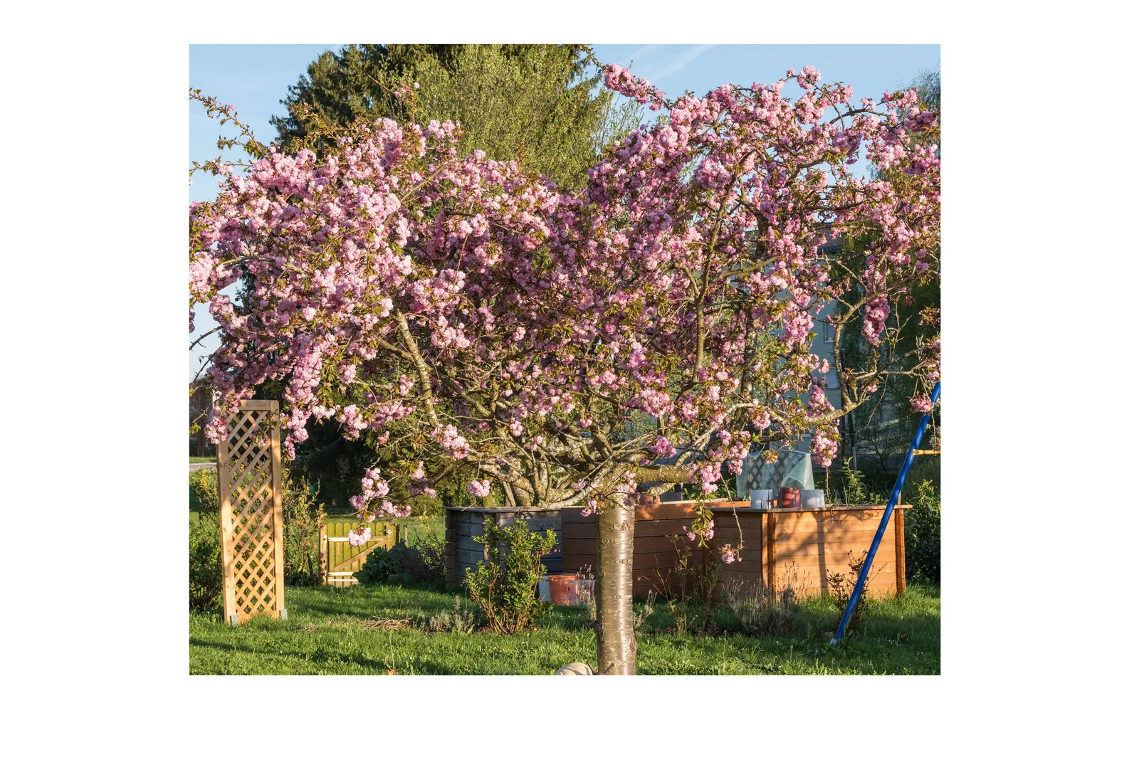 Japanskt prydnadskörsbär 'Kiku-shidare-zakura', Sh 100-120 - bild 4