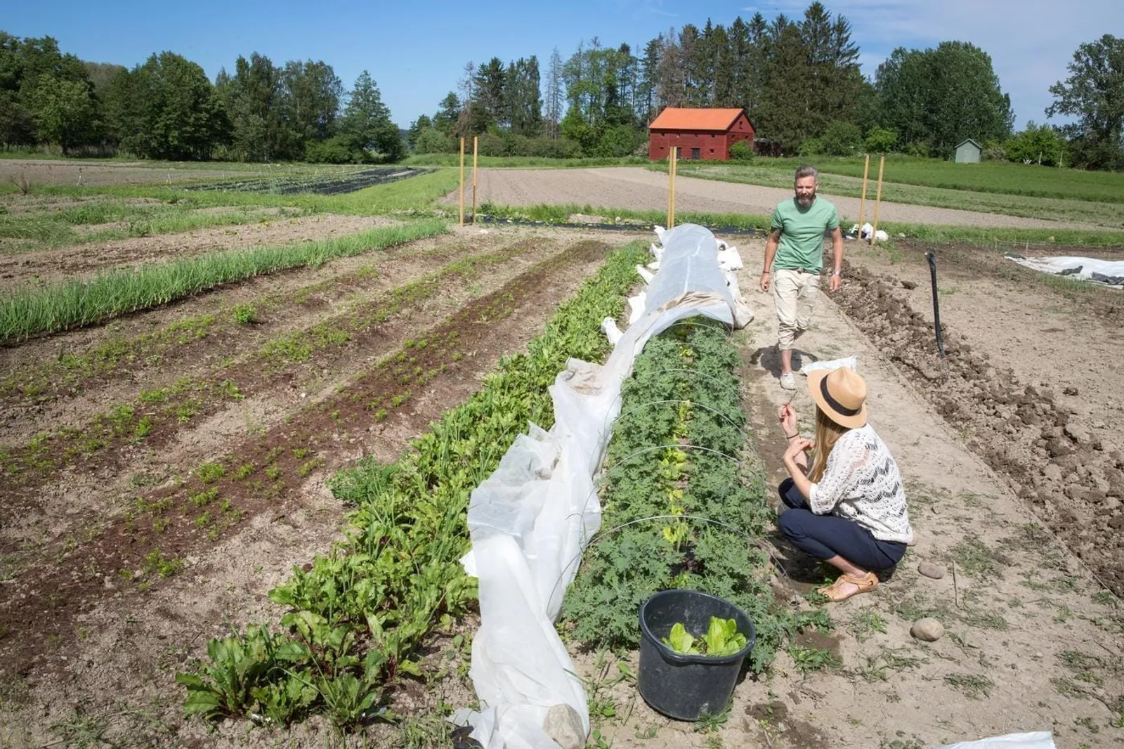 Hur planterar man ut sina plantor?