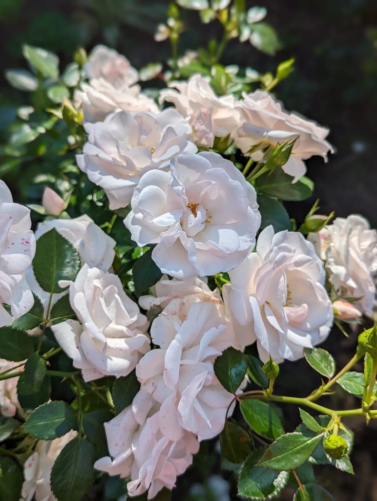 Floribundaros ASPIRIN® ('Taniripsa') - bild 3