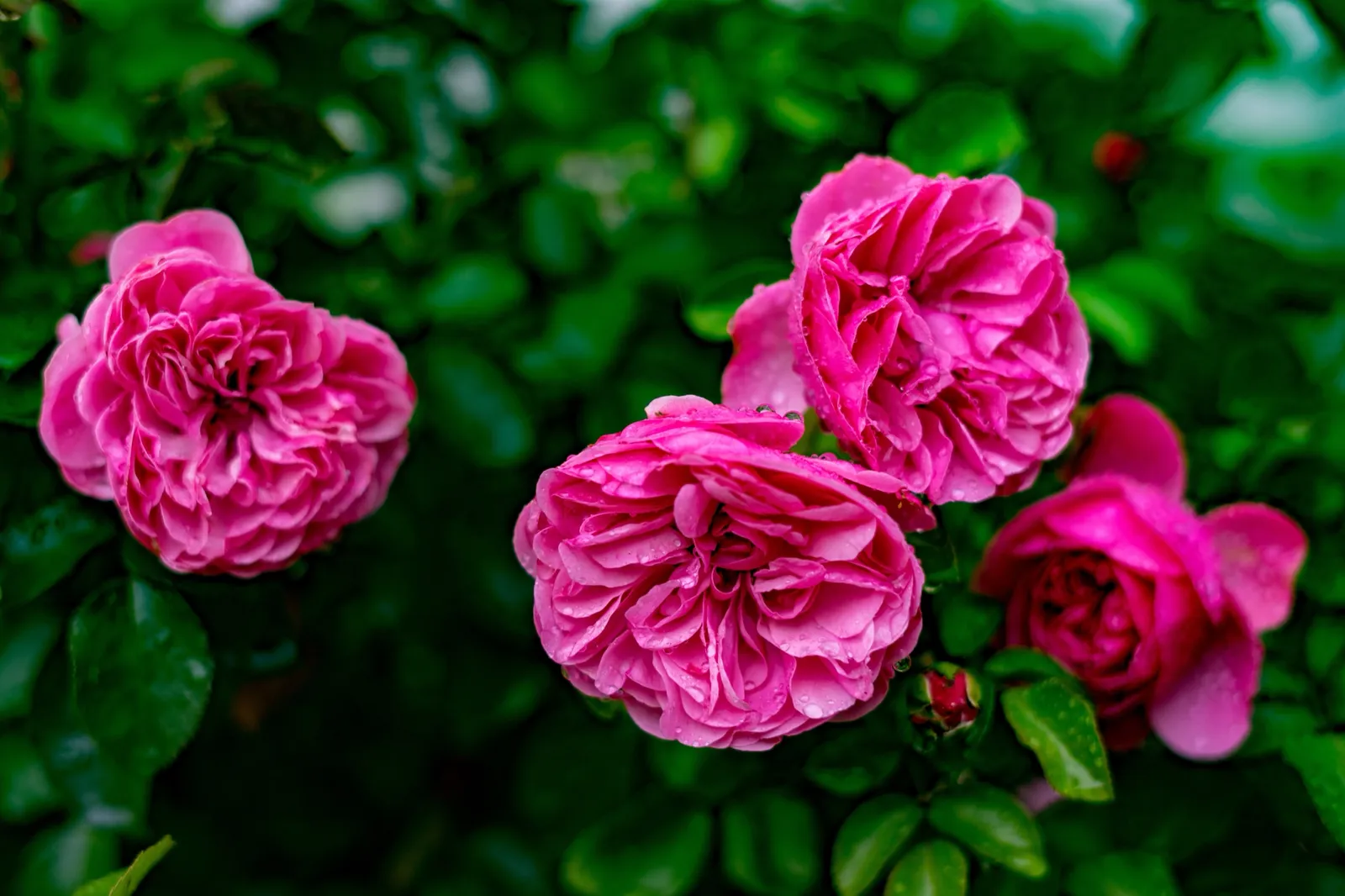 Modern buskros GERTRUDE JEKYLL® ('Ausbord') - bild 5
