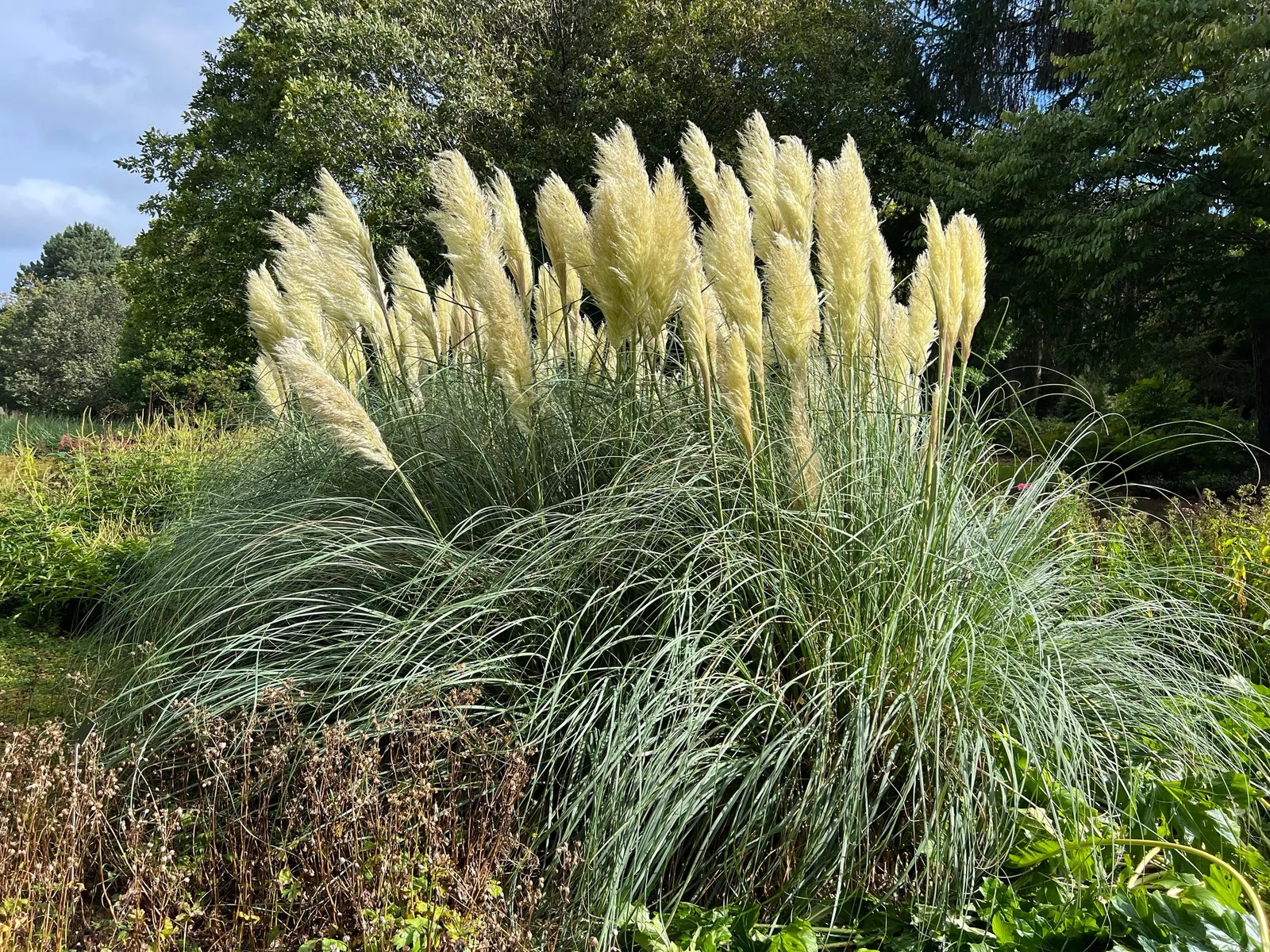 Pampasgräs 'Pumila', 2L - bild 2
