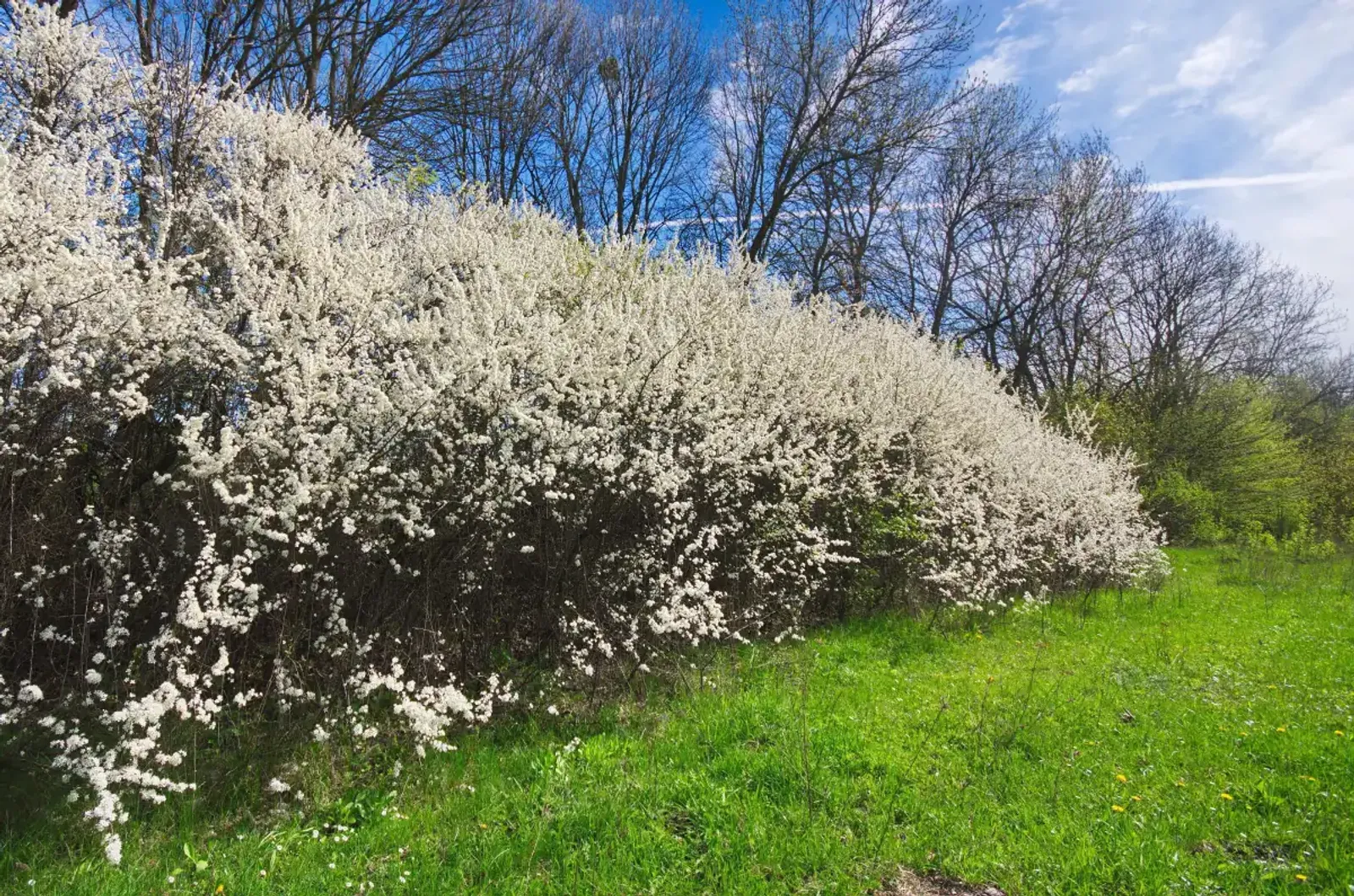 Slån, 50-80 cm — detalj 2
