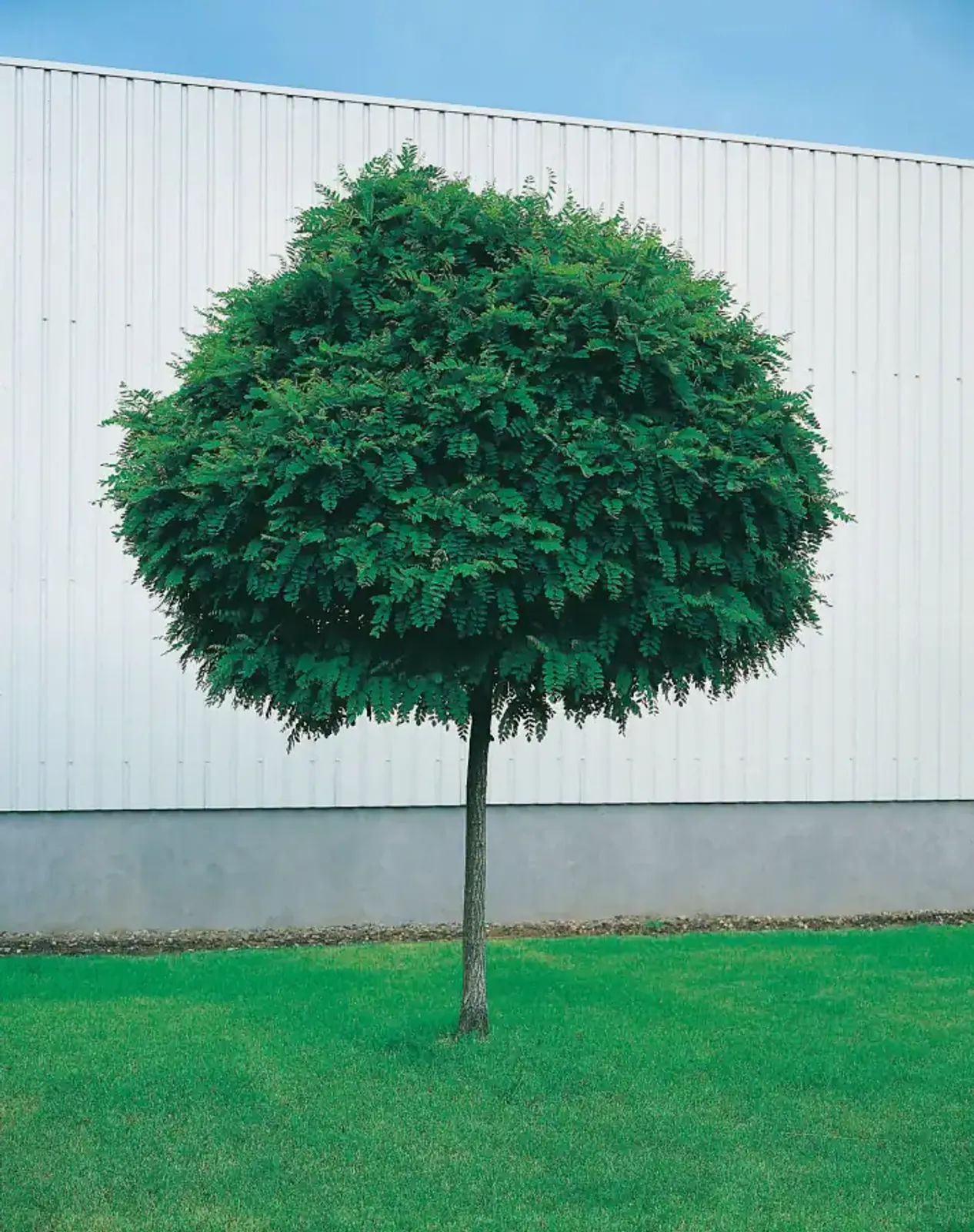 Klotrobinia 'Umbraculifera', högstammat träd med rund krona och gröna blad, perfekt för trädgårdar och landskapsdesign.
