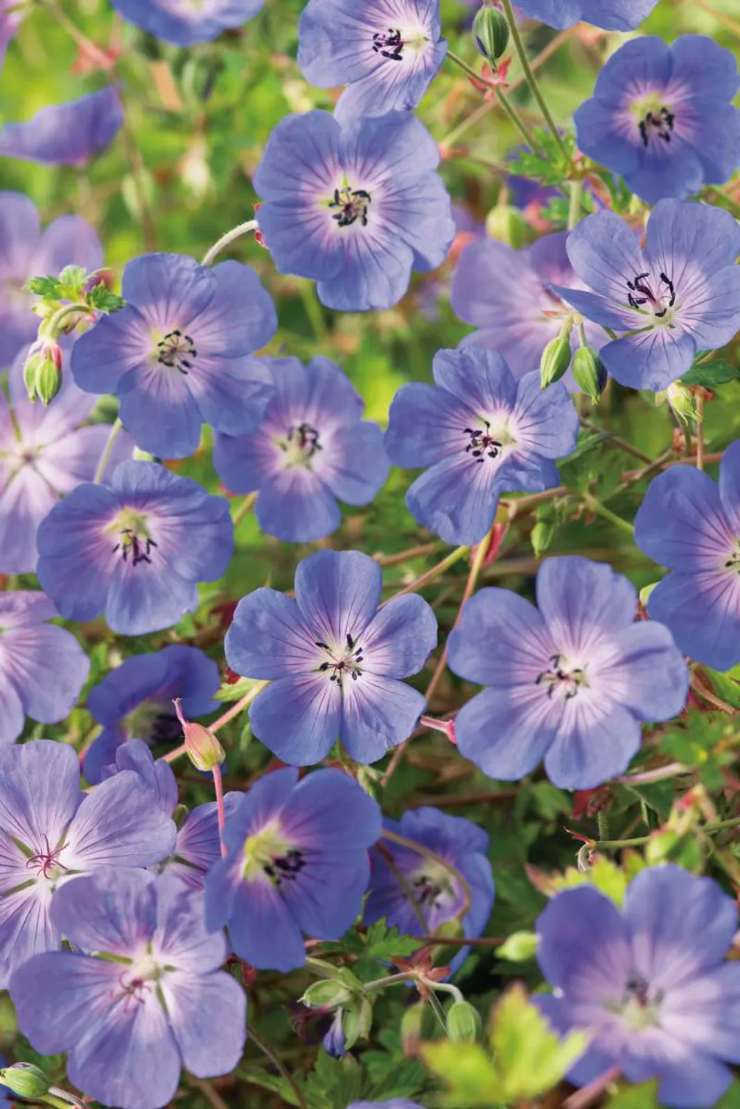 Trädgårdsnäva Rozanne med blålila blommor, rikblommande perenn från försommar till frost.