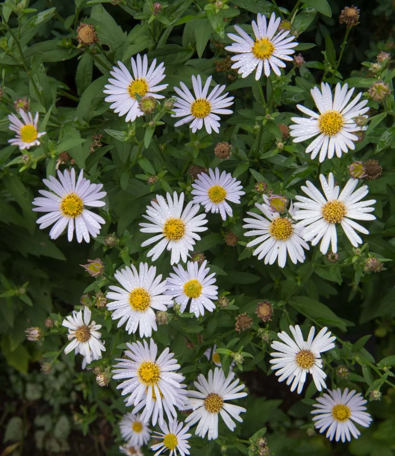 Fjäderaster 'Madiva' med rosa blommor, kompakt perenn som blommar på sensommaren.
