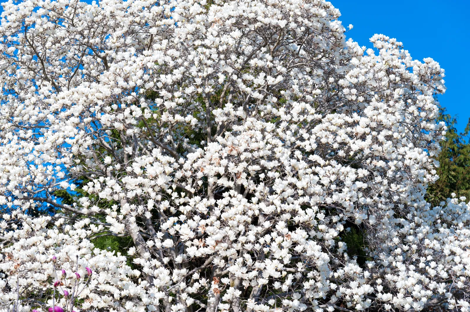 Japansk magnolia - bild 5