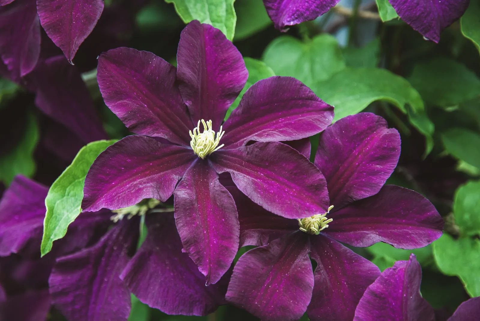 Viticella-klematis 'Étoile Violette' - bild 3