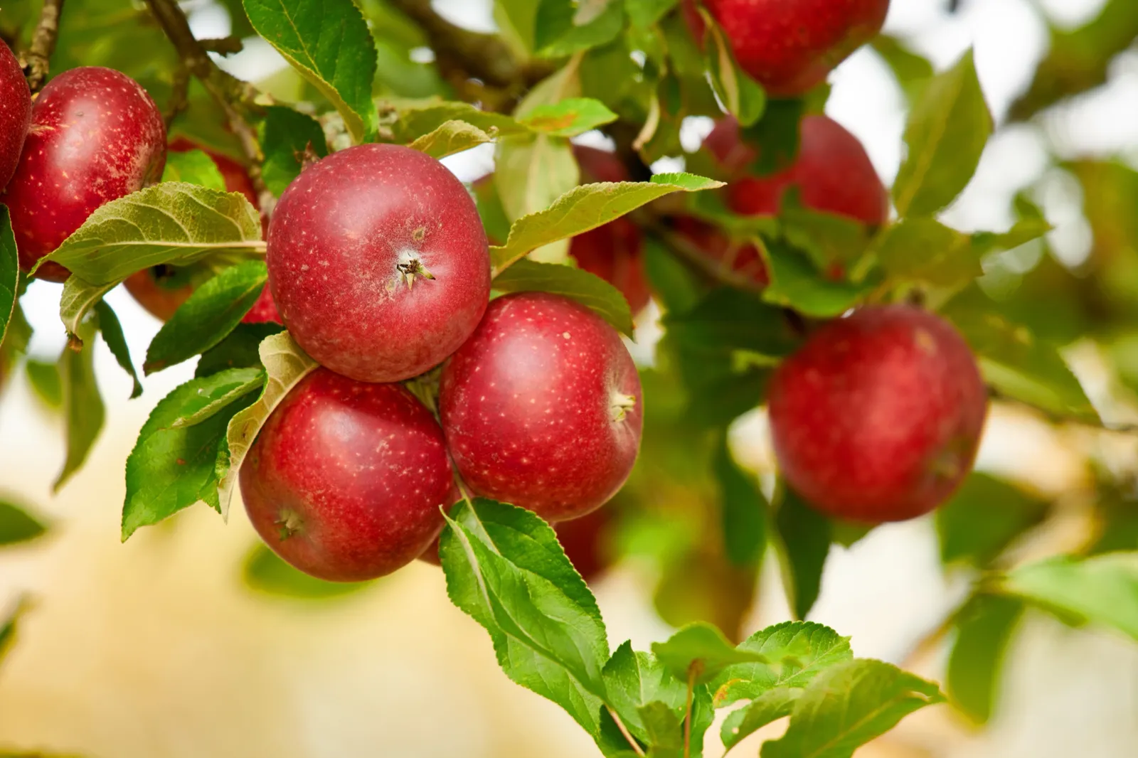 Äpple 'Aroma' E , svagväxande, B9, inkl. uppbindnings kit - bild 5