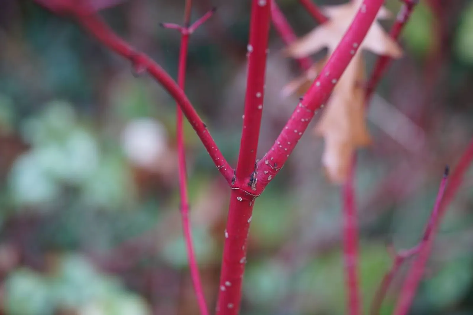 Videkornell 'Farba' E , 20-40 cm — detalj 2
