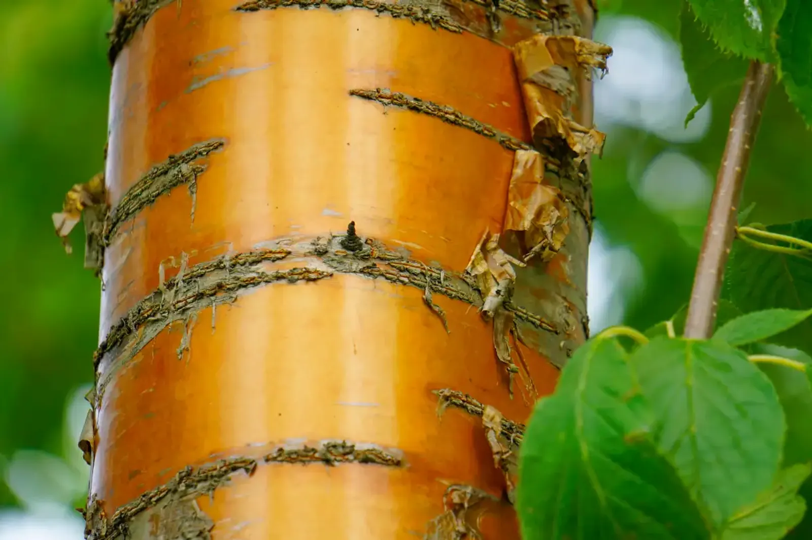 Näverhägg 'Amber Beauty', Högstammat träd — närbild