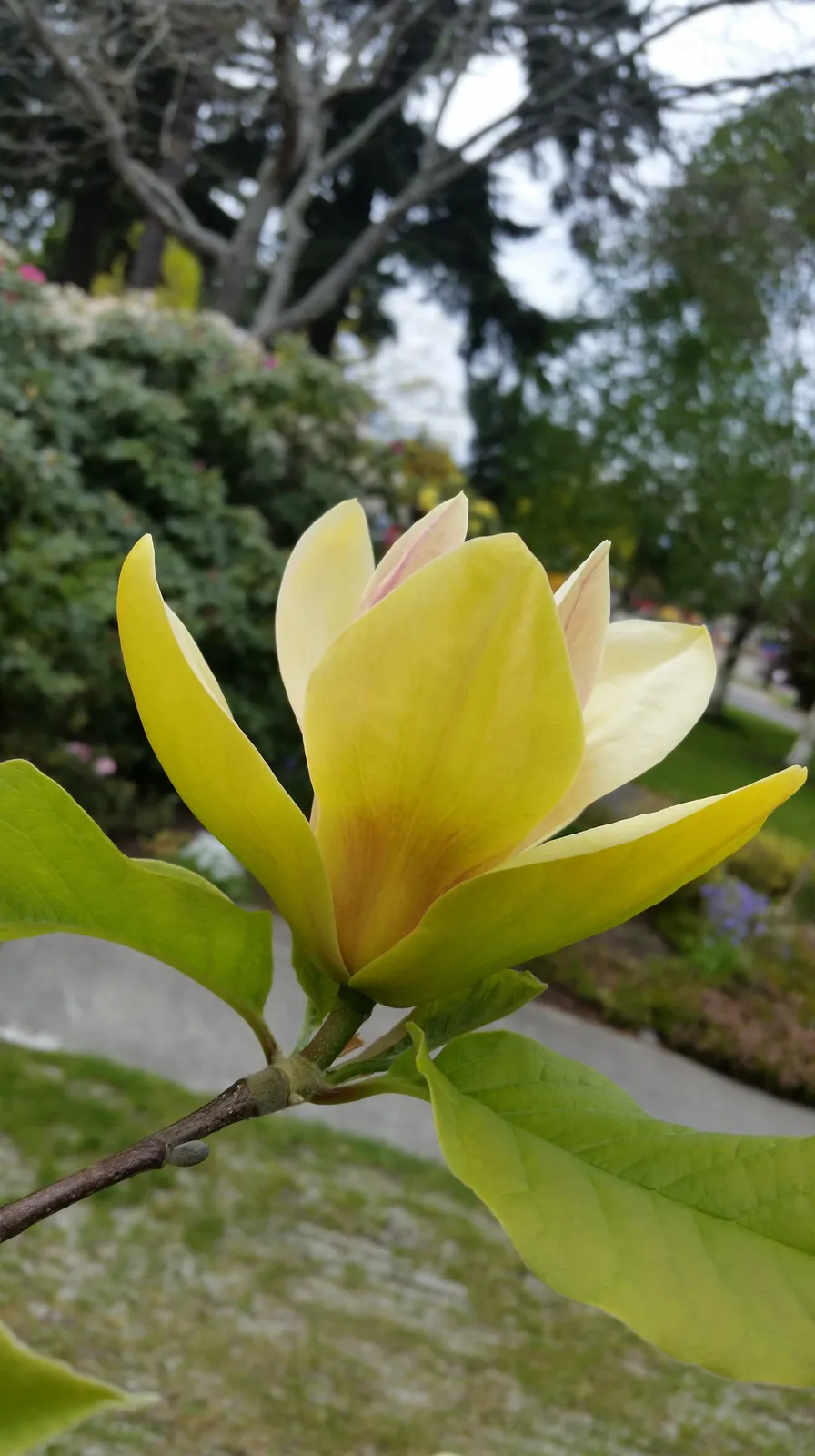 Magnolia 'Sunsation', sol 60-80 cm, co/kl - bild 1