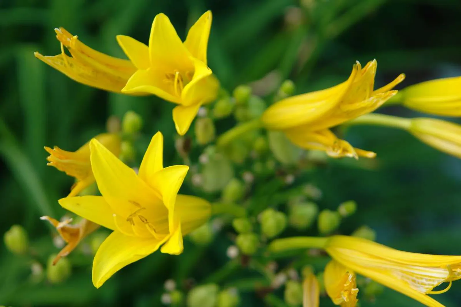 Blekgul Daglilja med ljusgula blommor, klassisk lättskött perenn för soliga rabatter.