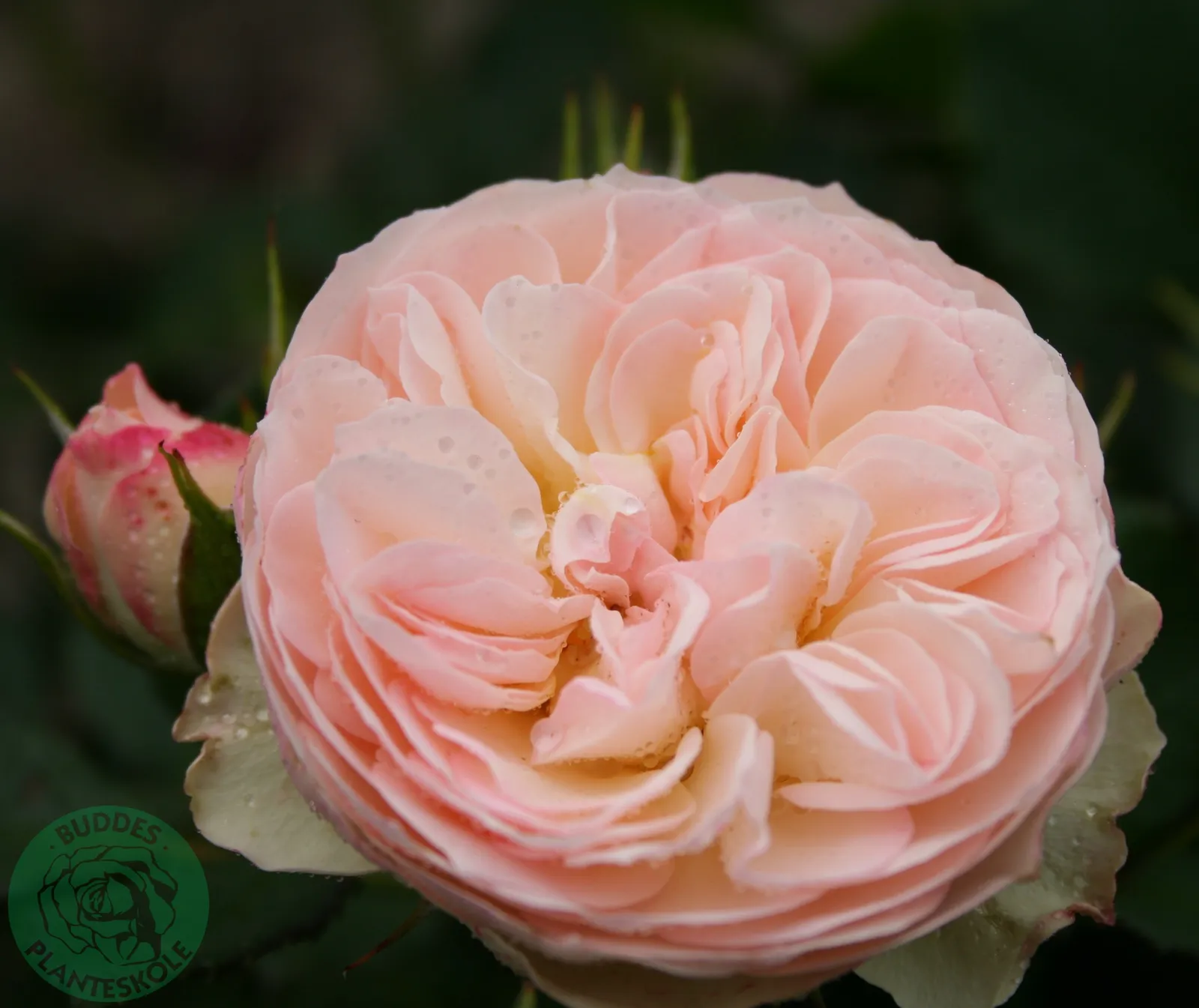 Floribundaros PASTELLA ('Tan98130'PBR) - bild 1