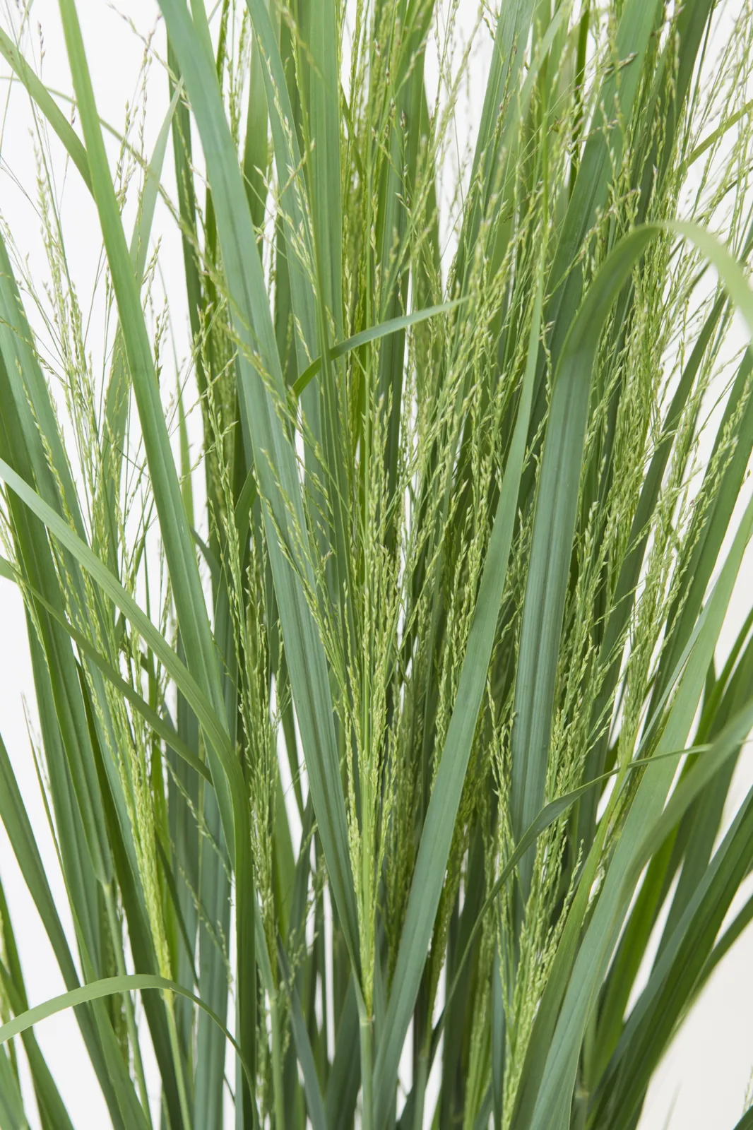 Jungfruhirs 'Northwind', syn. prydnadshirs 'Northwind', 2L - bild 1