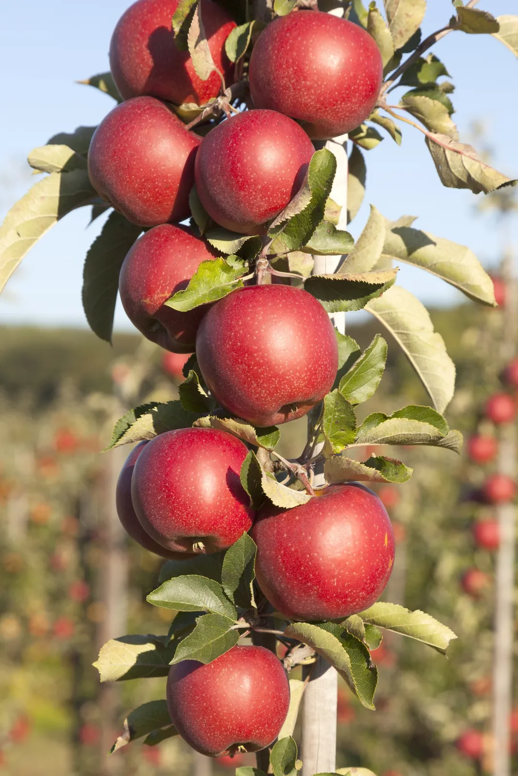 Pelaräpple 'Redcats' - bild 1