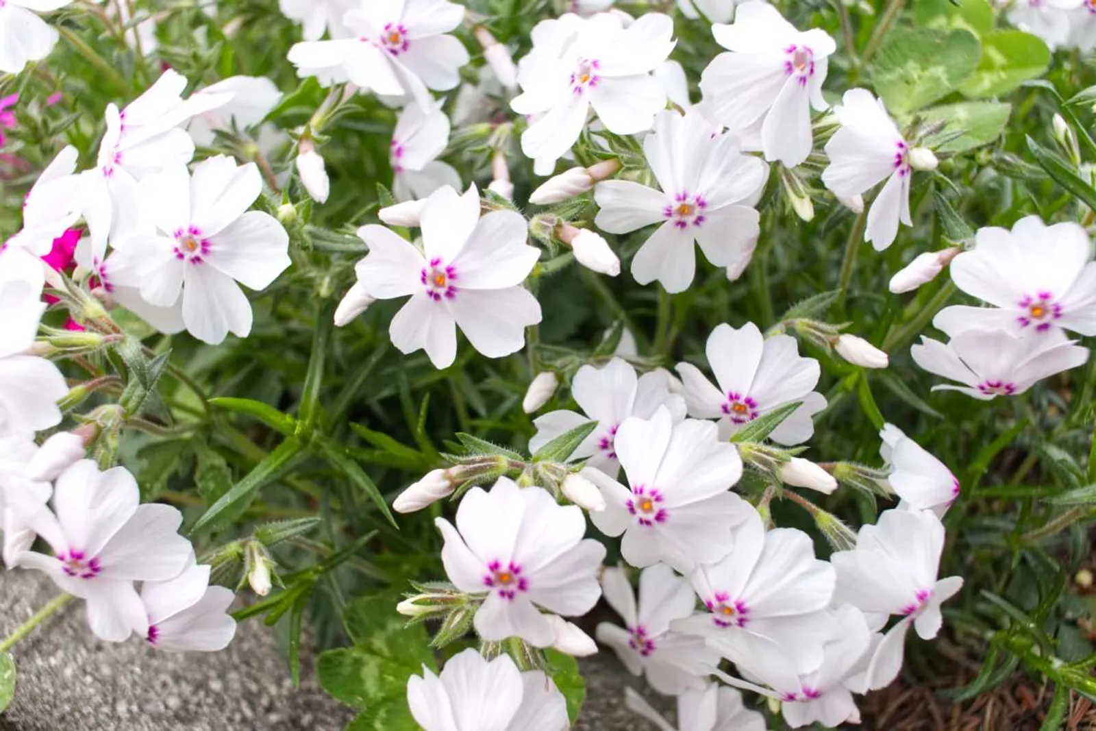 Vita, spröda blommor med rosa prickar, frodig grönska, perfekt som marktäckare i trädgården. Mossflox 'Amazing Grace'.