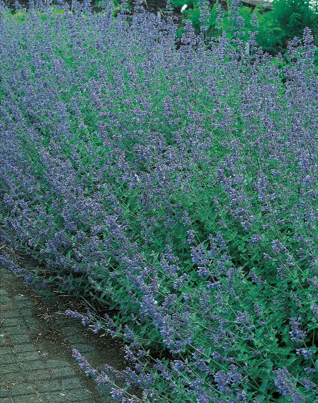 Kantnepeta 'Six Hills Giant' med blålila blommor, storvuxen perenn för rabatter och kanter.