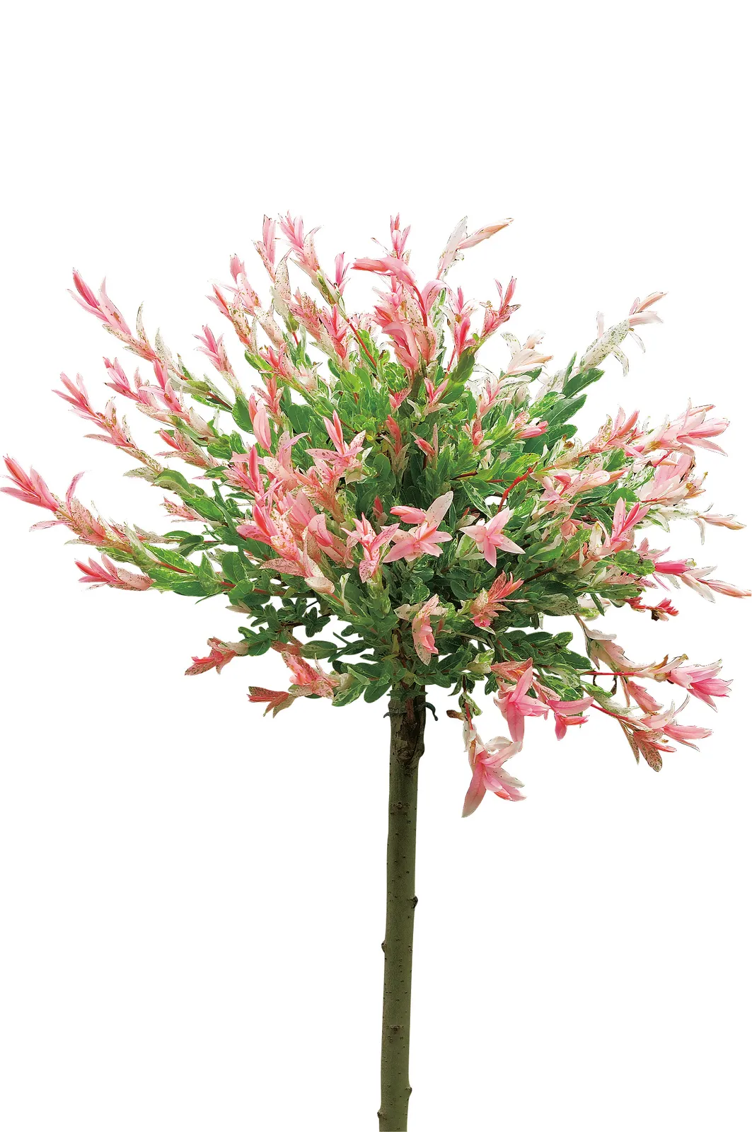 Eukalyptusvide 'Hakuro Nishiki', Sh 60 - bild 1