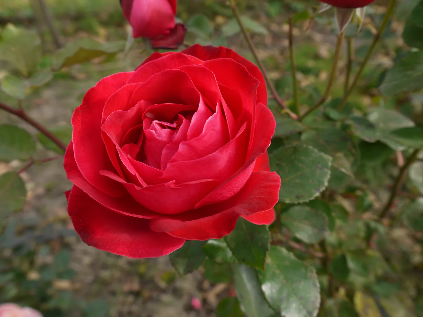 Floribundaros CARL PHILIP ('Korpeahn') - bild 2