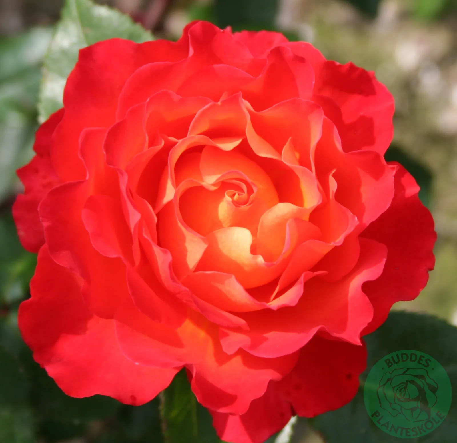 Floribundaros 'David® Rosenmager' - bild 1