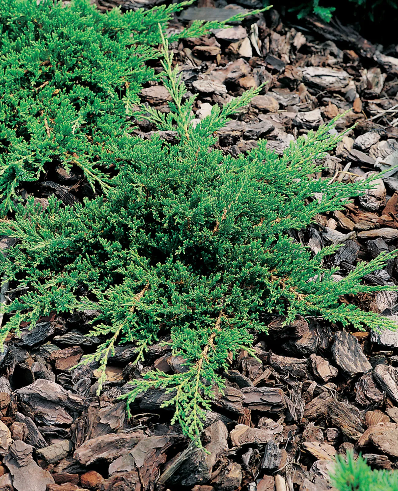 Amerikansk kryp-en 'Prince of Wales', 30-40 cm - bild 5
