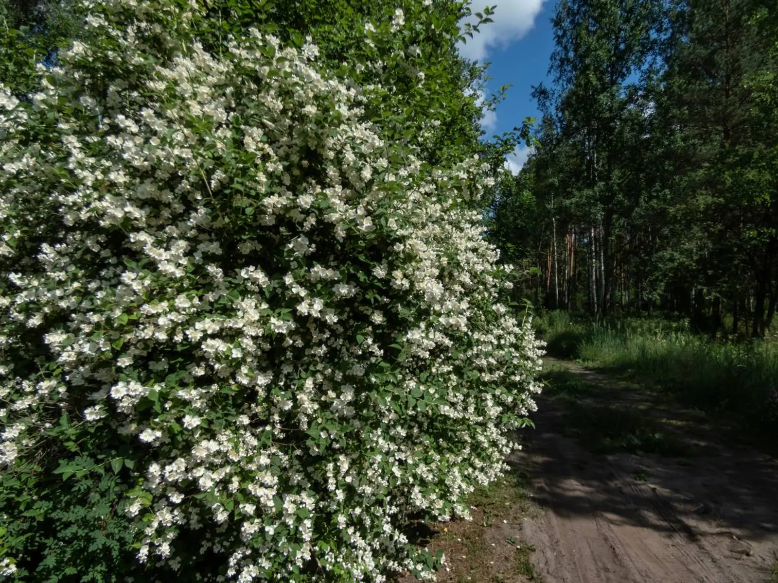 Doftschersmin, 80-100 cm, Goliat — detalj 4