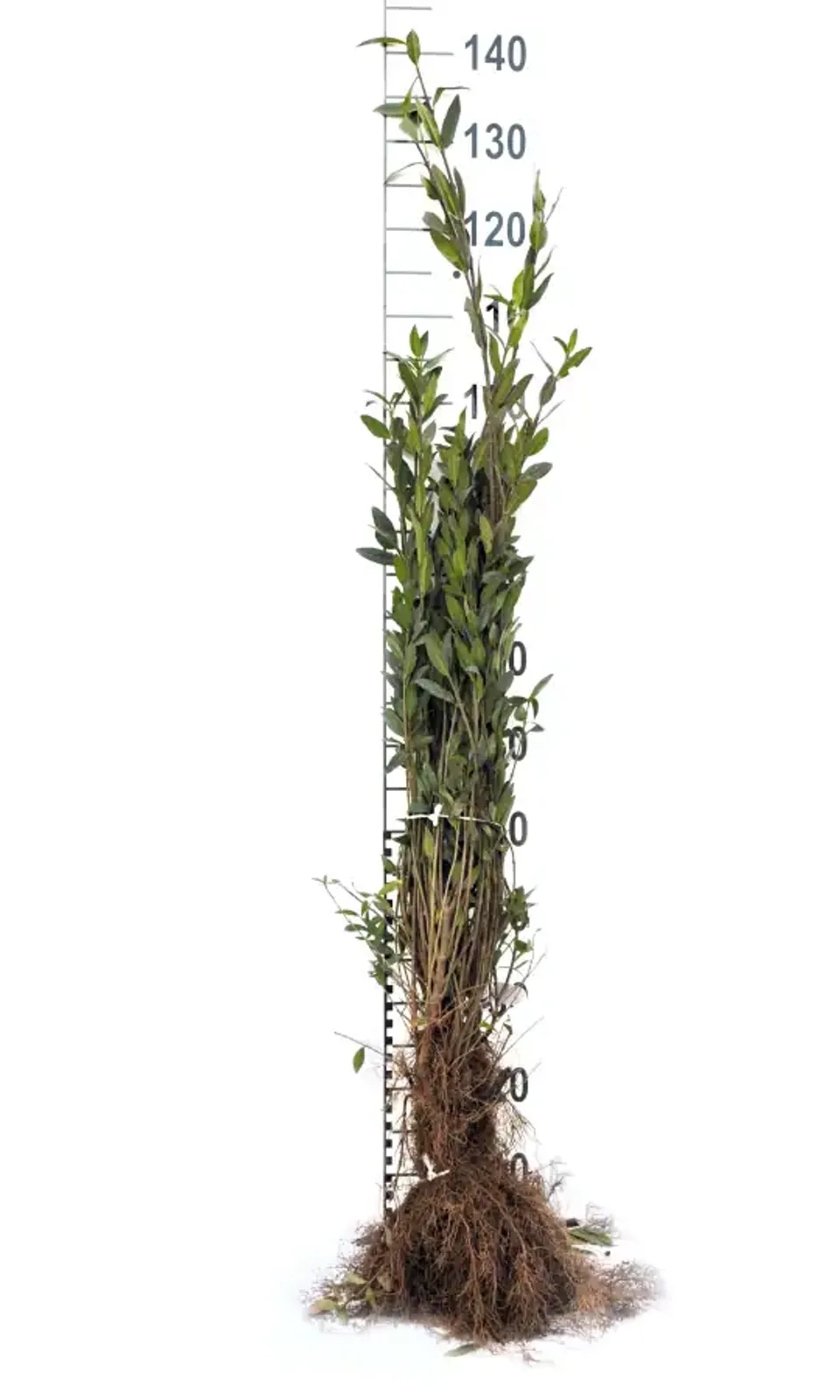 Vinterliguster 'Liga', 30-50 cm — detalj 4