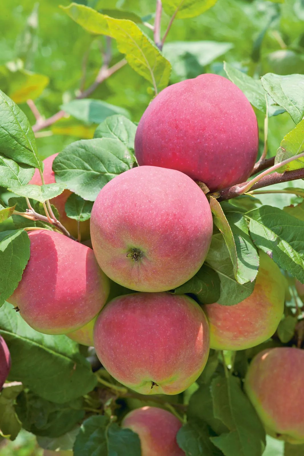 Äpple RÖD MELBA E ('Melred'), svagväxande, B9 - bild 3